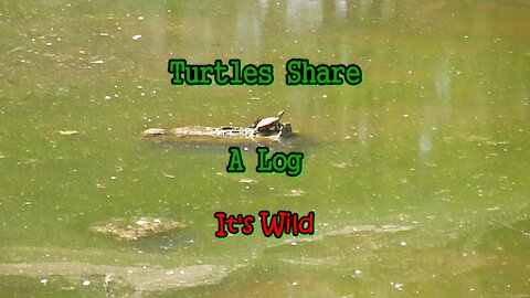 Turtles Share A Log