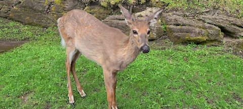 Super friendly young buck stops by to say 'hello'