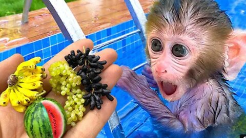 Monkey Beby bon bon plays in the pools with puppy and dukcling eat fruits in the garden