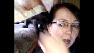Kitten eats hair and bites off an ear