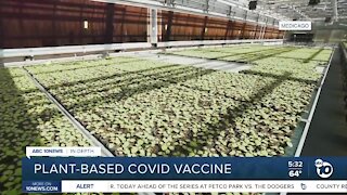 In-depth: plant-based COVID vaccine