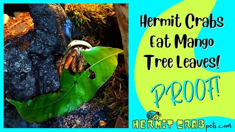 Hermit Crabs Eat Mango Tree Leaves? Proof!