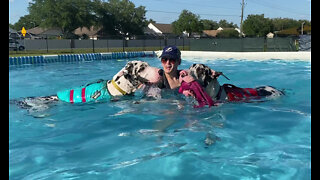 Three Happy Great Dane Puppies Are Swimming After One Lesson