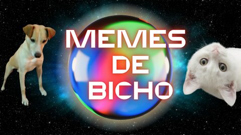 Memes de gatos e cachorros [varios bichos de rua] #comedia #memes