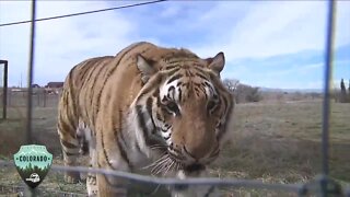 Discover Colorado: Meet the 39 tigers from the 'Tiger King' zoo now living in Colorado