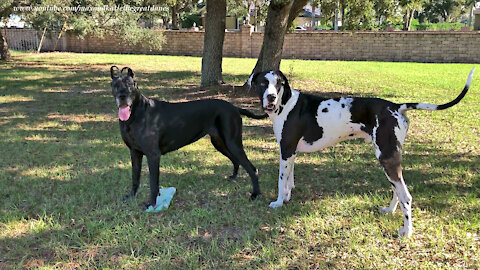 Happy Great Danes Have Fun Playing While Delivering The Newspaper
