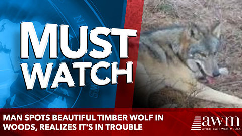 Man Spots Beautiful Timber Wolf In Woods, Realizes It's In Trouble