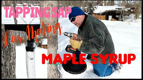TAPPING SAP FROM MAPLE TREES