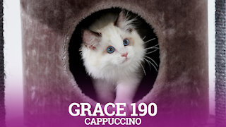 Petrebels cat trees - Grace 190 - Cappuccino