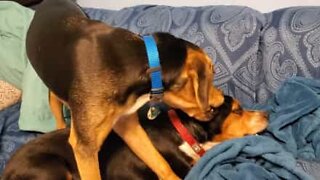 Cão adora morder orelha do companheiro