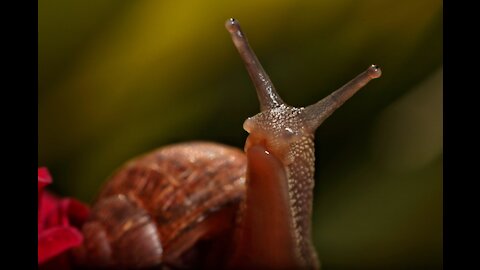 Snails, some eat them, some kill them, I admire them.