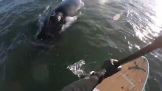 Encontro inesperado com baleia-corcunda em Nova Jersey