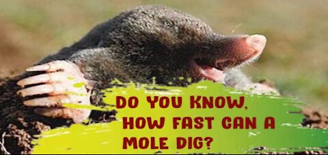 Amazing facts, Do you know, How fast can a Mole dig hole in the ground?