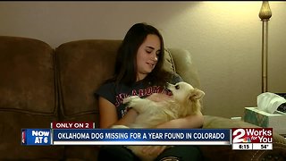 Missing Oklahoma dog found in Colorado