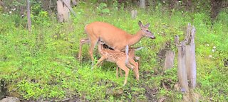 Adorable fawn has hard time getting milk from mama