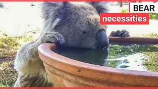 Threatened koalas 'saved by drinking stations'