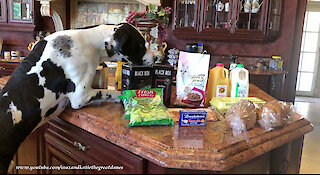 Great Danes Have Fun With Cat Food Delivered By Instacart