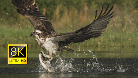 An osprey fishing in spectacular super slow motion