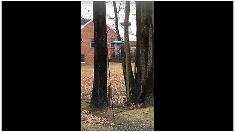 Squirrel foiled by slinky birdfeeder stopper