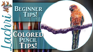 Beginner Colored Pencil Tips - Sun Conure