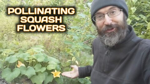 Pollinating Squash Flowers