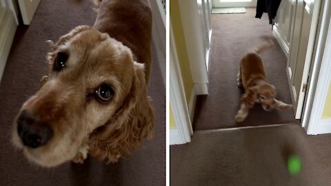 Honey the cocker spaniel loves to be filmed with dji pocket 2