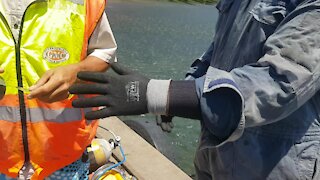 SOUTH AFRICA - Cape Town - Poachers turned commercial divers clean Hout Bay harbour (Video) (6Xq)