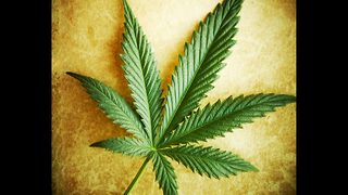 10 Common Myths About Marijuana