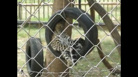 Young Leopard Happily Plays On Tire Swing, Just Like The Little Kitten That She Is