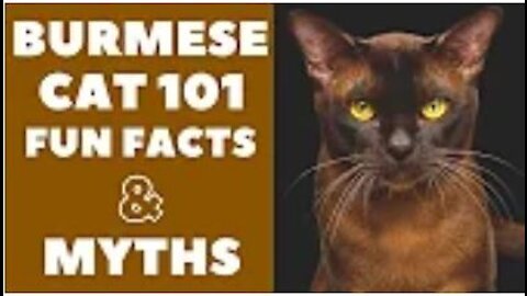 Burmese Cats 101 : Fun Facts & Myths