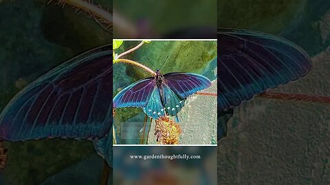 Amazing Pipevine Swallowtail Metamorphosis