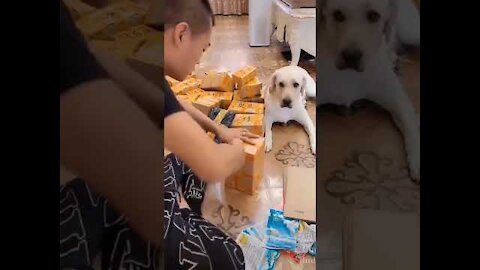 Dog Funny Videos 🐾- TRY NOT TO LAUGH!!! 🤣