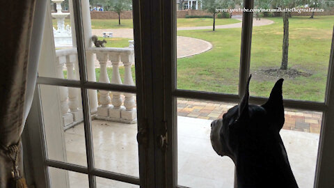 Mesmerized Mantle Great Dane Watches Squirrel Reality TV