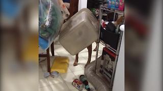 "A Golden Retriever Gets Her Head Stuck Into A Container After Making A Mess"