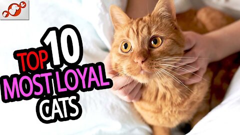Most Loyal Cats - TOP 10 Most Loyal Cat Breeds In The World!
