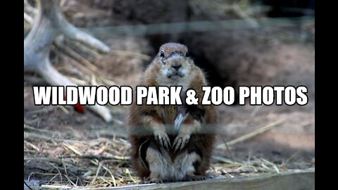 Wildwood Park & Zoo | Pictures I took while visiting there