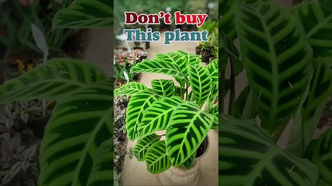 Don't buy these plants if you are a beginner. #shorts #houseplant #indoorplants
