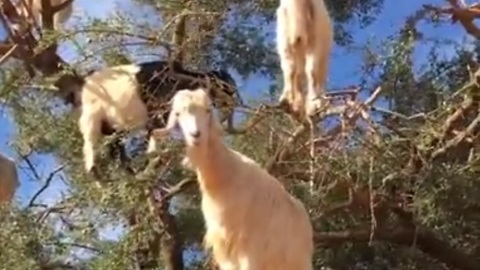 These Moroccan Tree Climbing Goats Are Responsible For Your Favorite Beauty Oil