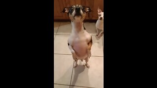 Puppies want treats! Begging Dance