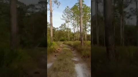 Moto ride through northern Florida short 4 - music by dubonacci