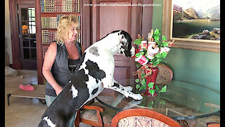 Excited Great Dane Checks Out Toilet Paper Bouquet