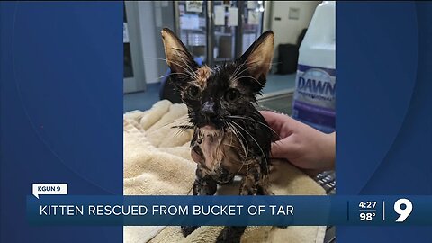 Kitten rescued from a bucket of tar