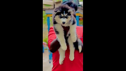 cute husky puppies dogs Siberian husky