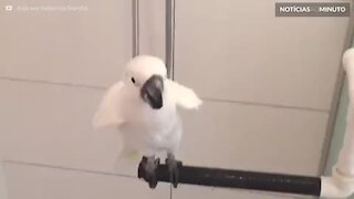 Esta cacatua adora banho de chuveiro!