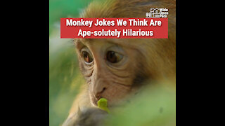 Monkey Jokes We Think Are Ape-solutely Hilarious