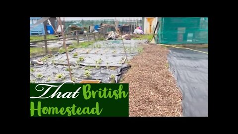 February Allotment tour 2022: Winter gardening