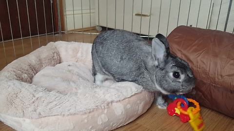 Bunny Doesn’t Like To Be Pestered By Toys In Its Soft Bed