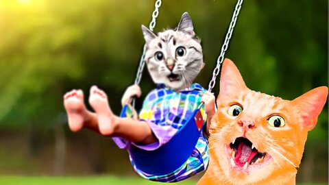 cat swing video compilations - sweet little cats playing & swinging