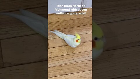 Rich Birds North of Richmond @oliveranthonymusic #richmennorthofrichmond #cockatiel #parakeet