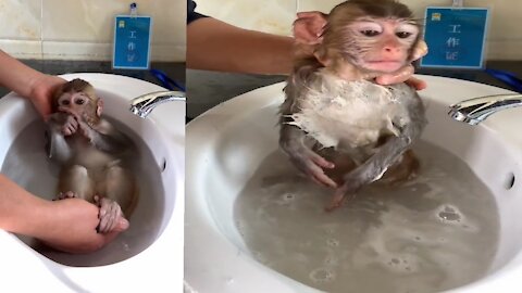 bathe the monkey
